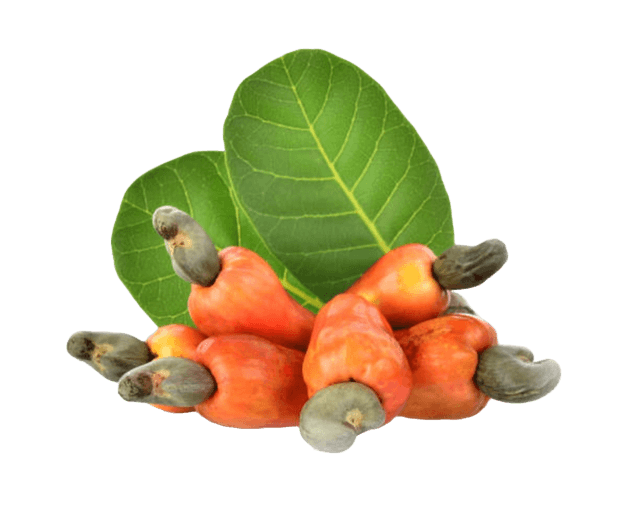 cashew nut